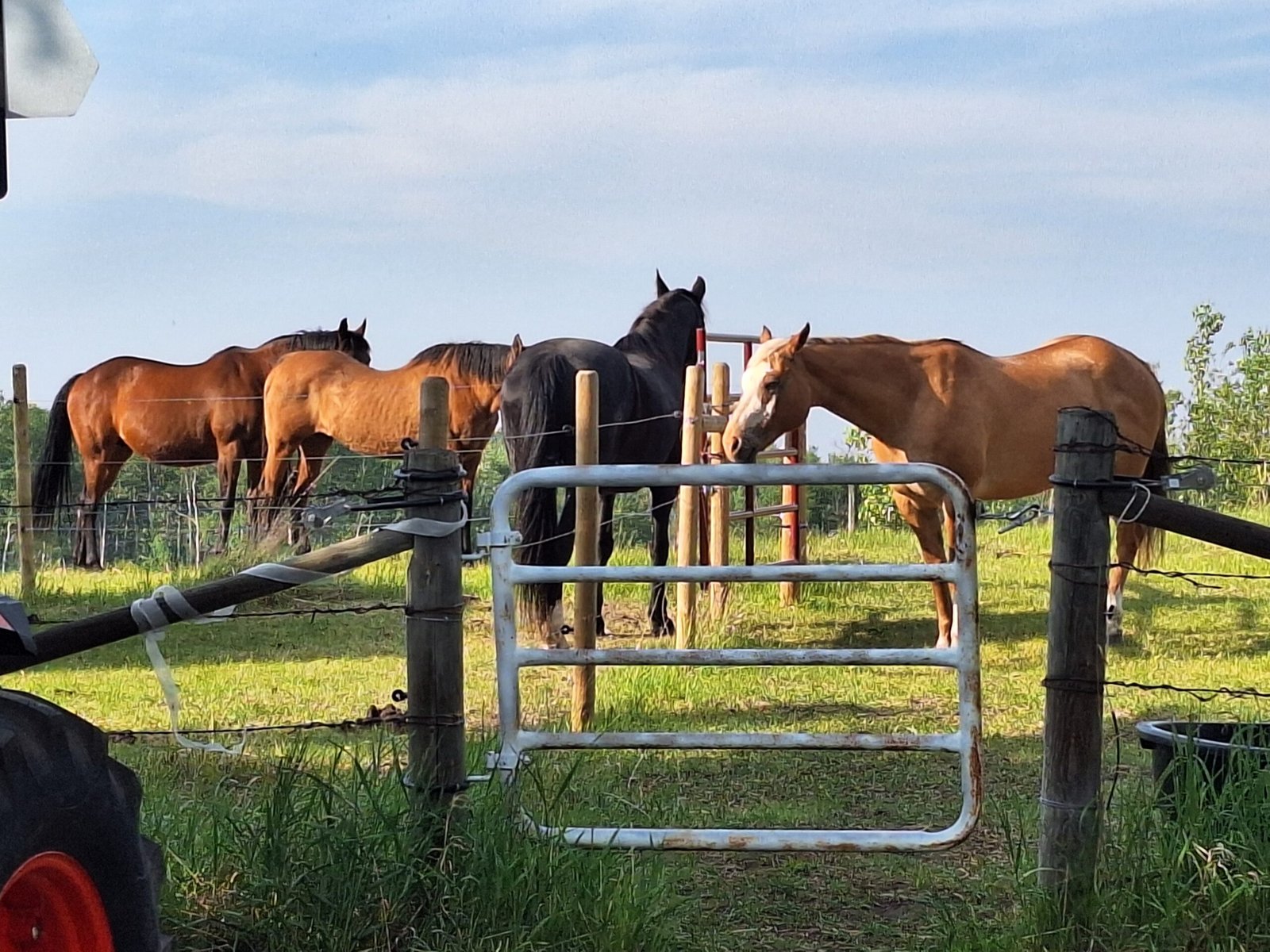A group of four horses on pasture gathered at the fence line. Two bay horses and a black are on one side, and a sorrel is on the other side of the barbedwire fence. There is a metal gate in the foreground. It is a bright and sunny day.