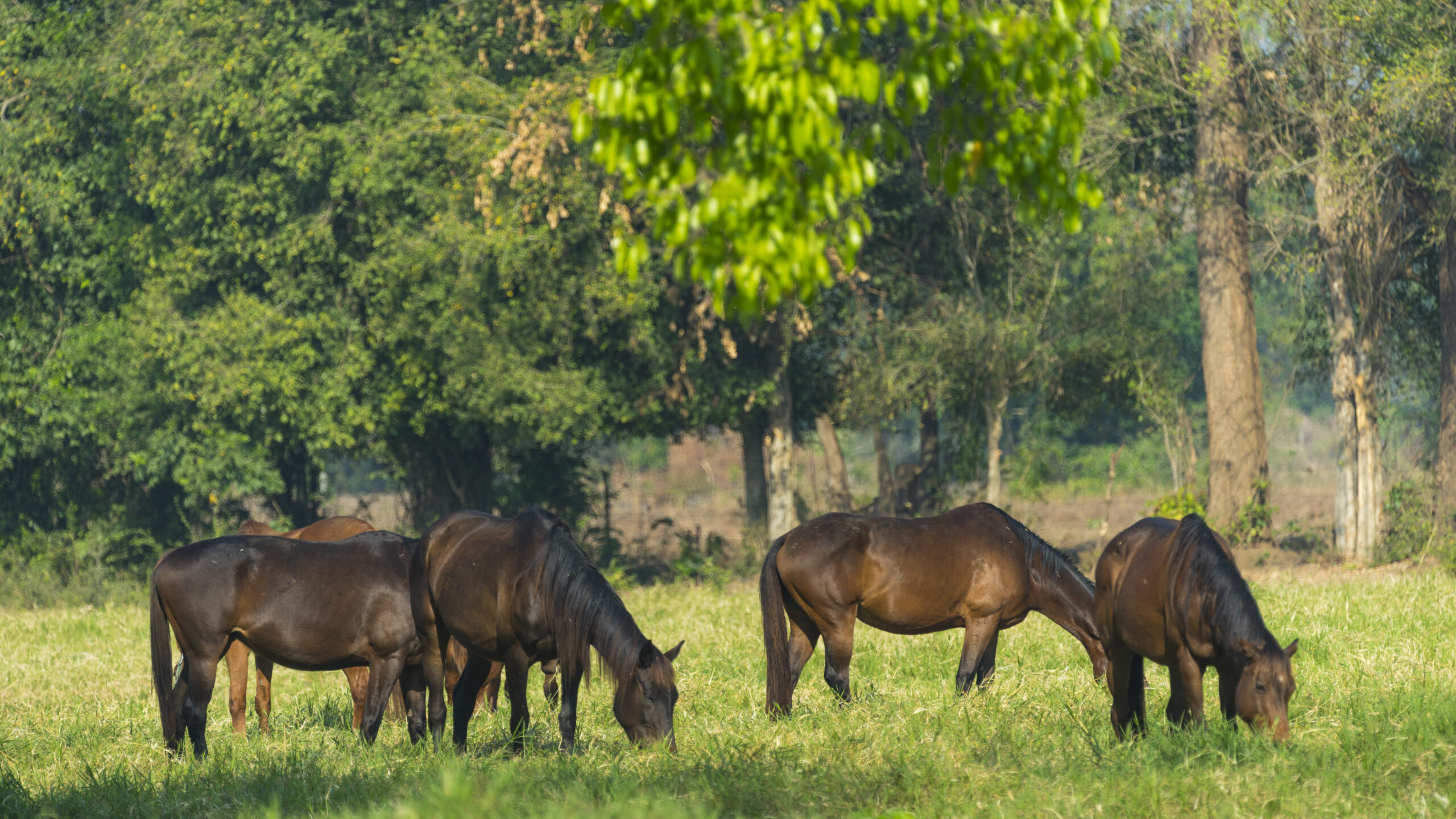 A group of dark brown horses graze in a field of vibrant green grass. The horses are surrounded by tall trees and the light is bright. The scene conveys a sense of peace and tranquility in a rural setting. This image is perfect for use in projects about nature, animals, and the outdoors.